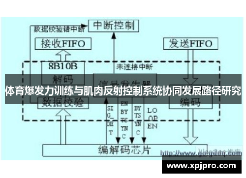 体育爆发力训练与肌肉反射控制系统协同发展路径研究