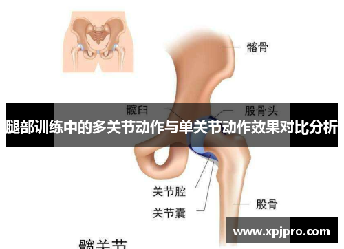腿部训练中的多关节动作与单关节动作效果对比分析